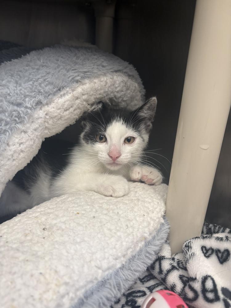 Apollo, Adoptable, Kitten Male Domestic Short Hair.