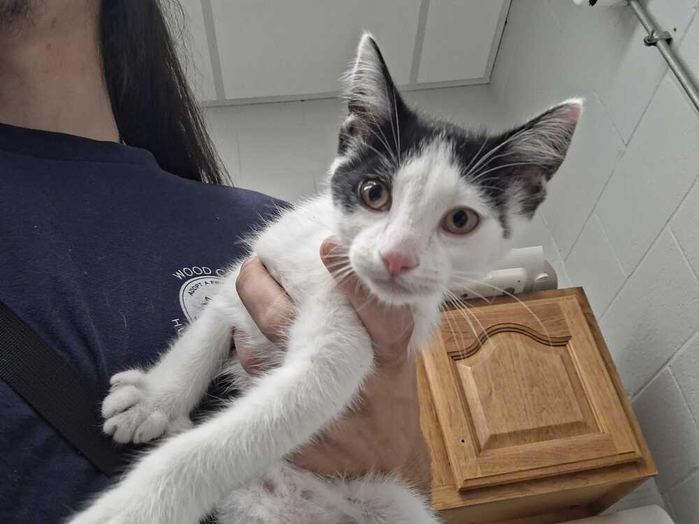 Enlarge Apollo, a Adoptable Domestic Short Hair in Bowling Green, OH image 2/2