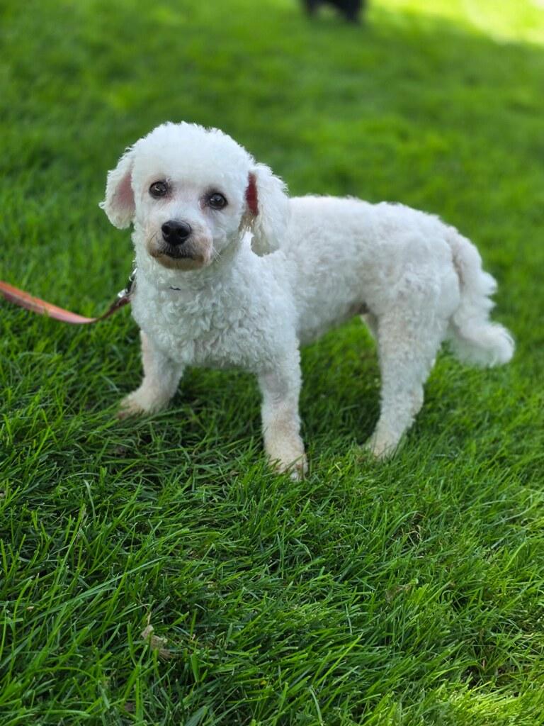 Enlarge Annie, a Adopted Bichon Frise in Orland Park, IL image 1/3