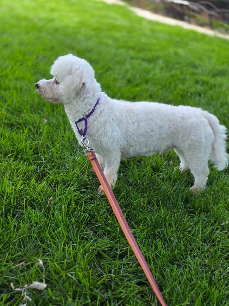 Enlarge Annie, a Adopted Bichon Frise in Orland Park, IL image 2/3