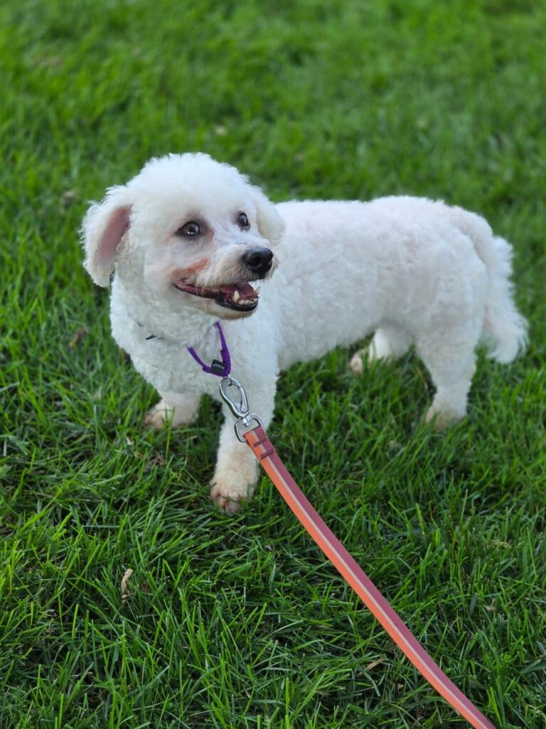 Enlarge Annie, a Adopted Bichon Frise in Orland Park, IL image 3/3