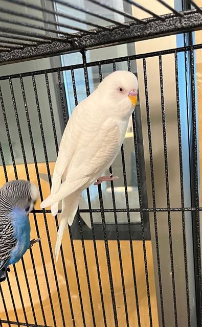 STELLA, Adoptable, Young Female Budgie / Budgerigar.