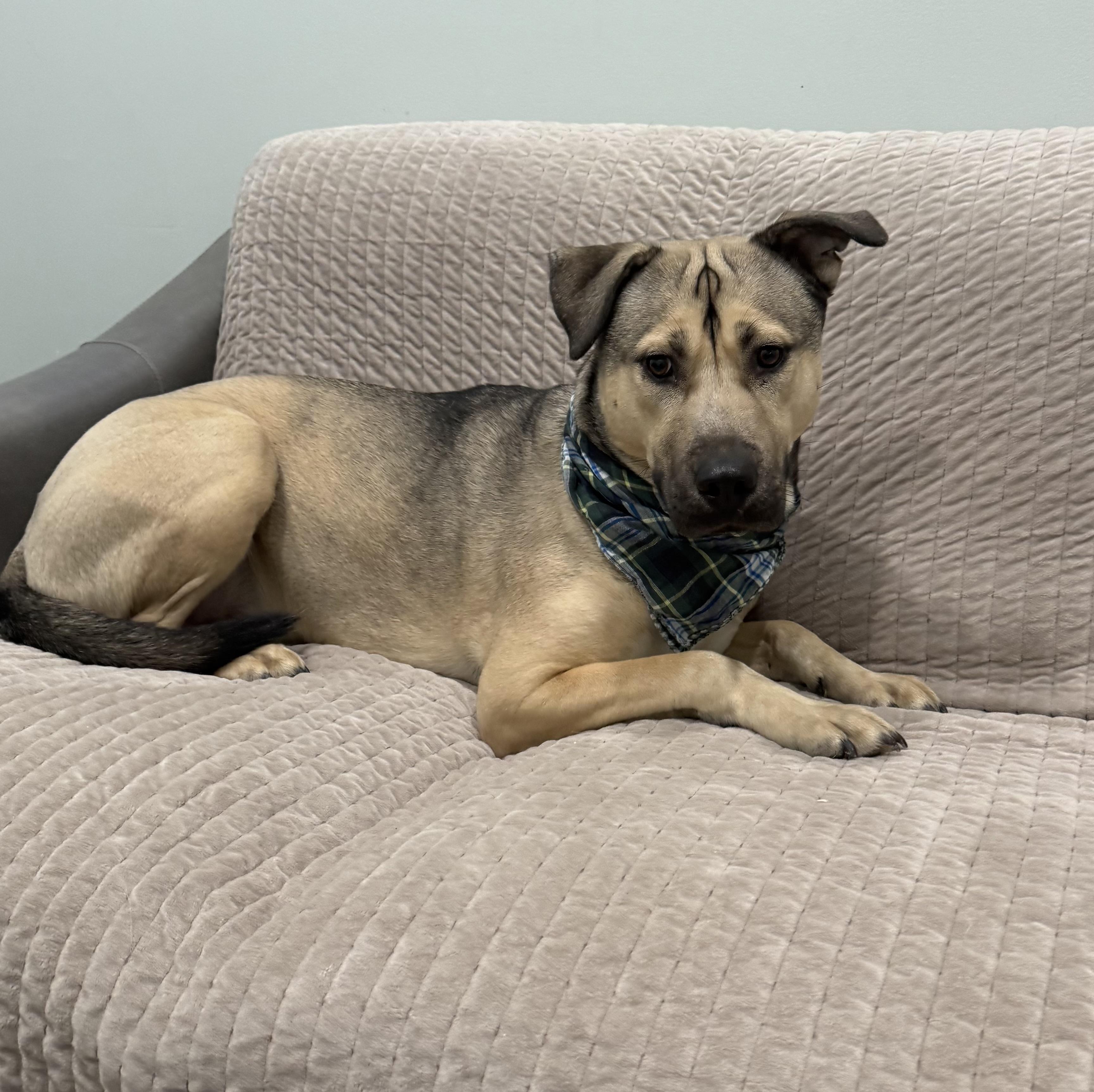 Spencer- In a foster home, ADOPTABLE, Adult Male German Shepherd Dog.