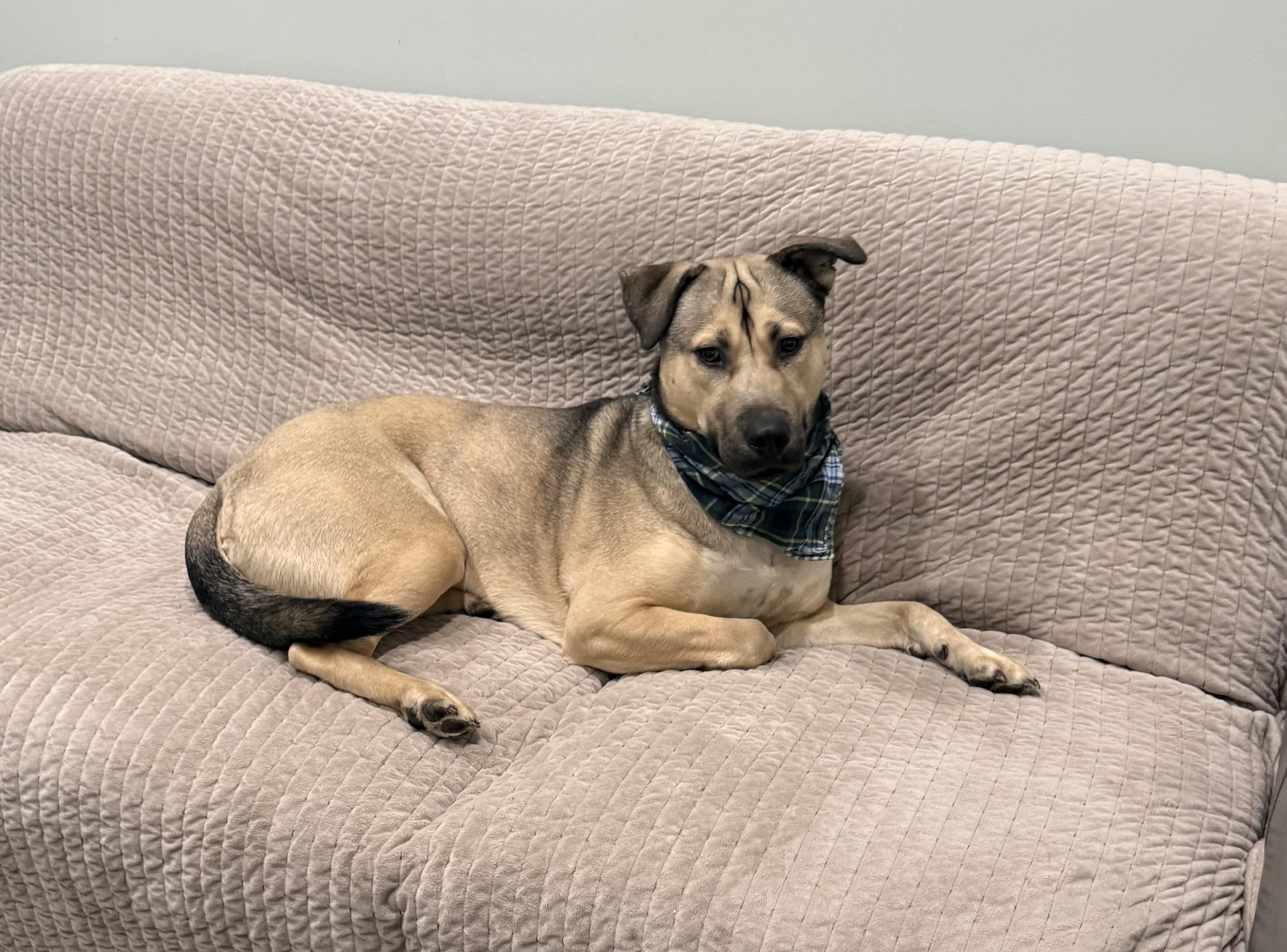 Spencer- In a foster home, a ADOPTABLE mixed breed in Sault Sainte Marie, MI image 2/3