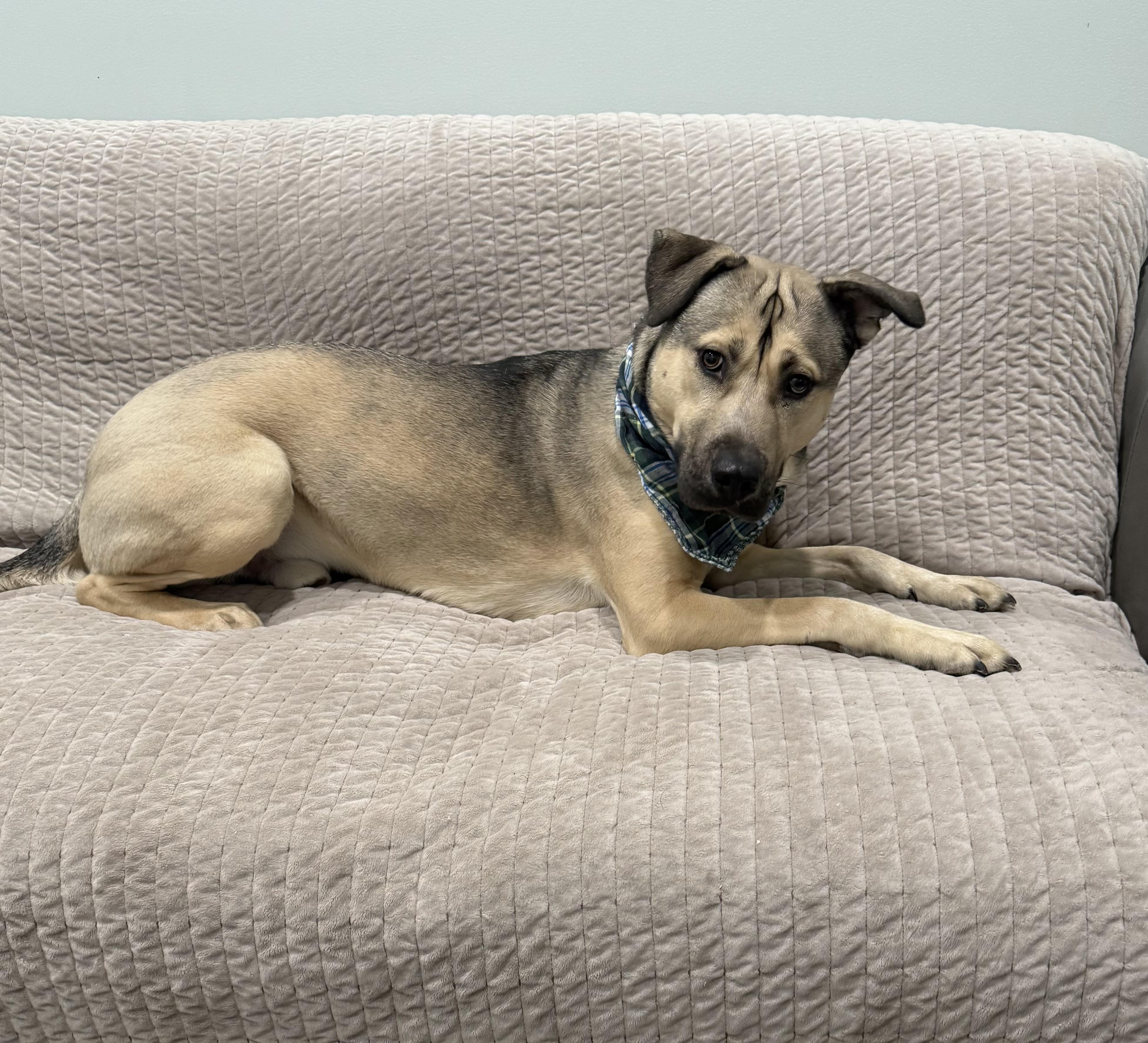 Spencer- In a foster home, a ADOPTABLE mixed breed in Sault Sainte Marie, MI image 3/3