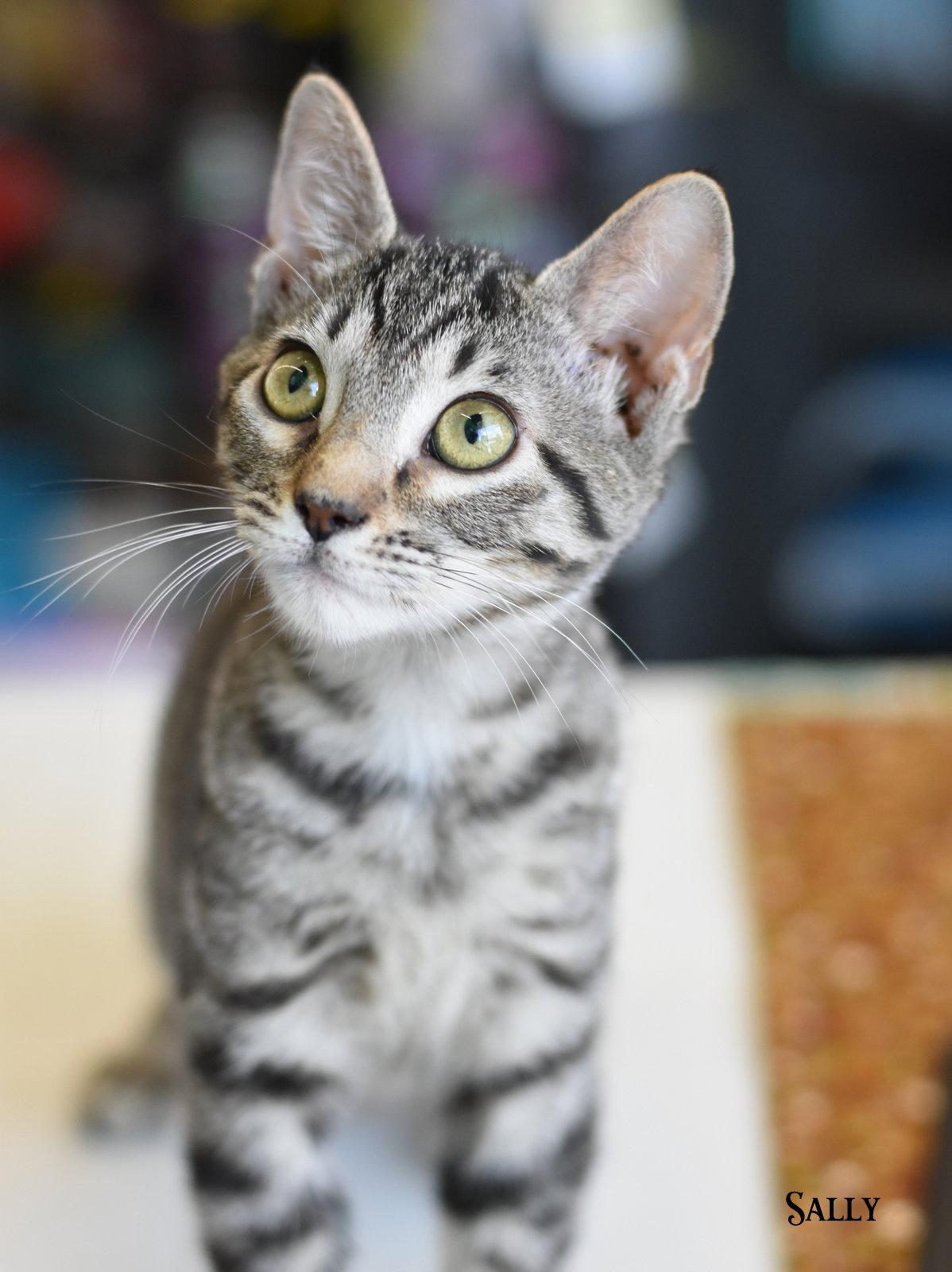 Enlarge Shelby, a Adoptable Domestic Medium Hair in Montgomery, TX image 1/3