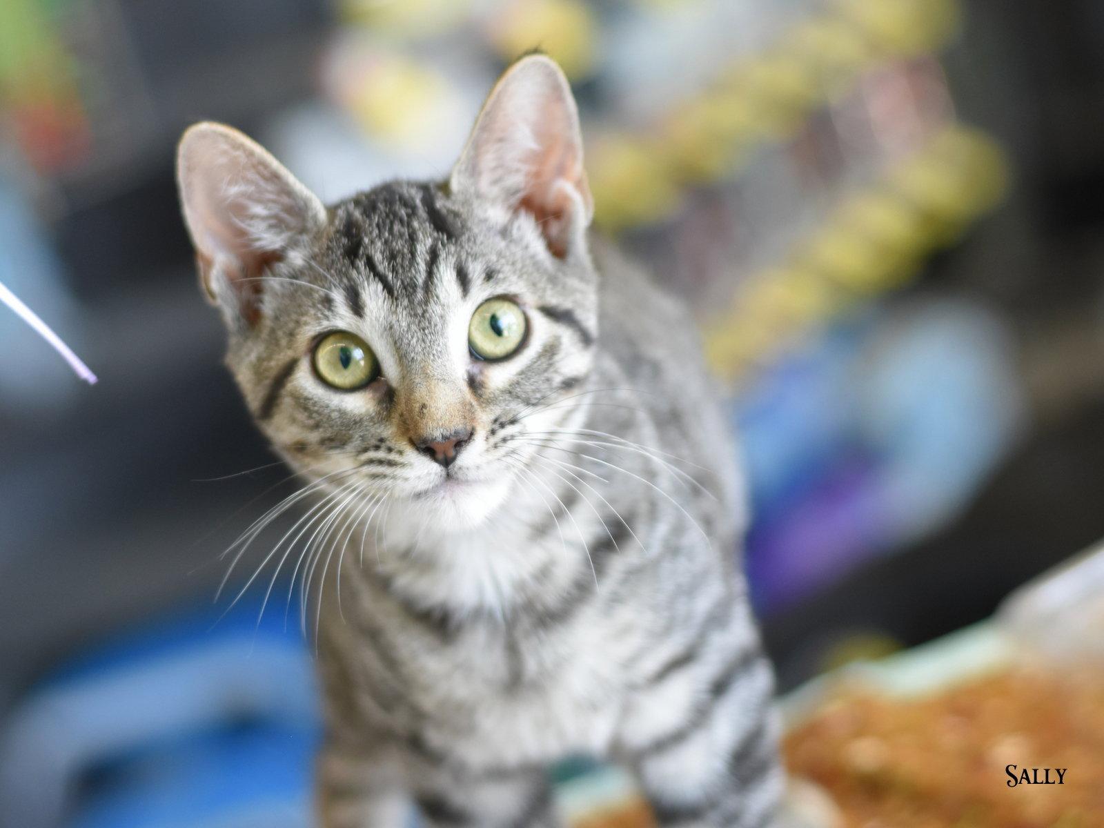 Enlarge Shelby, a Adoptable Domestic Medium Hair in Montgomery, TX image 2/3