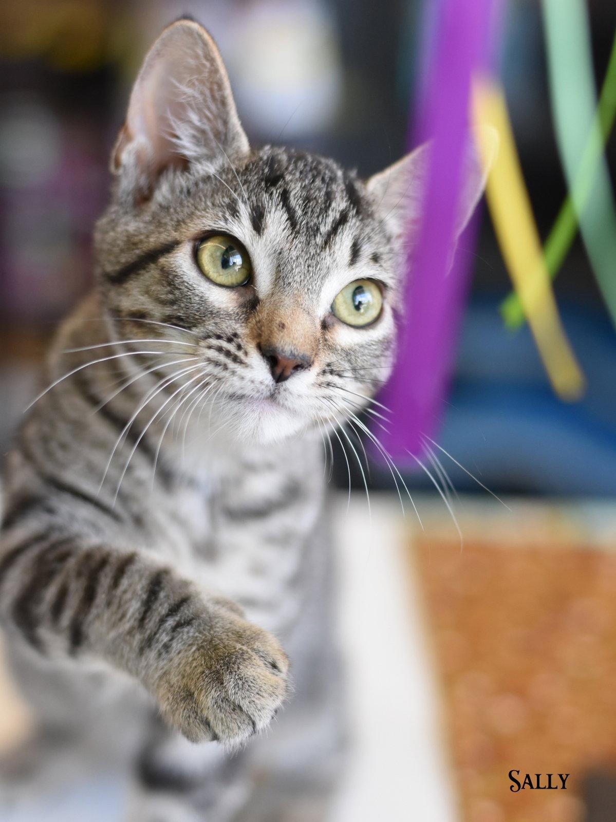 Enlarge Shelby, a Adoptable Domestic Medium Hair in Montgomery, TX image 3/3