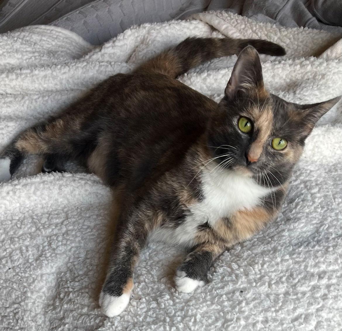 Degrassi, a Adoptable Dilute Calico in Columbus, IN image 1/3