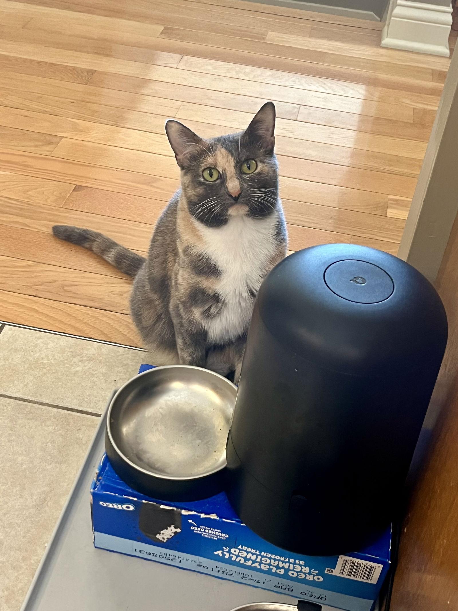 Degrassi, a Adoptable Dilute Calico in Columbus, IN image 2/3