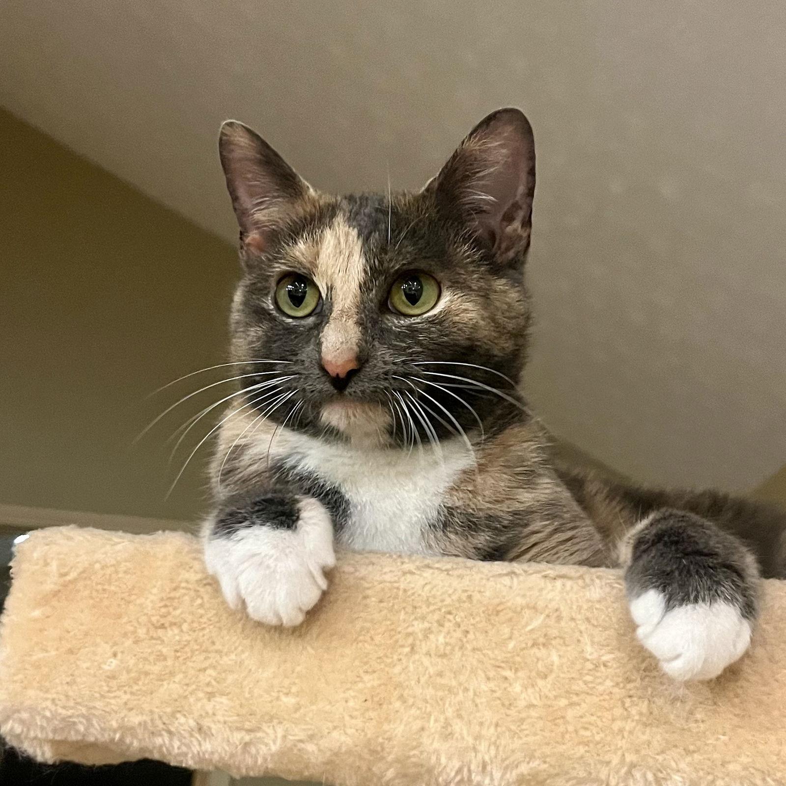 Degrassi, a Adoptable Dilute Calico in Columbus, IN image 3/3