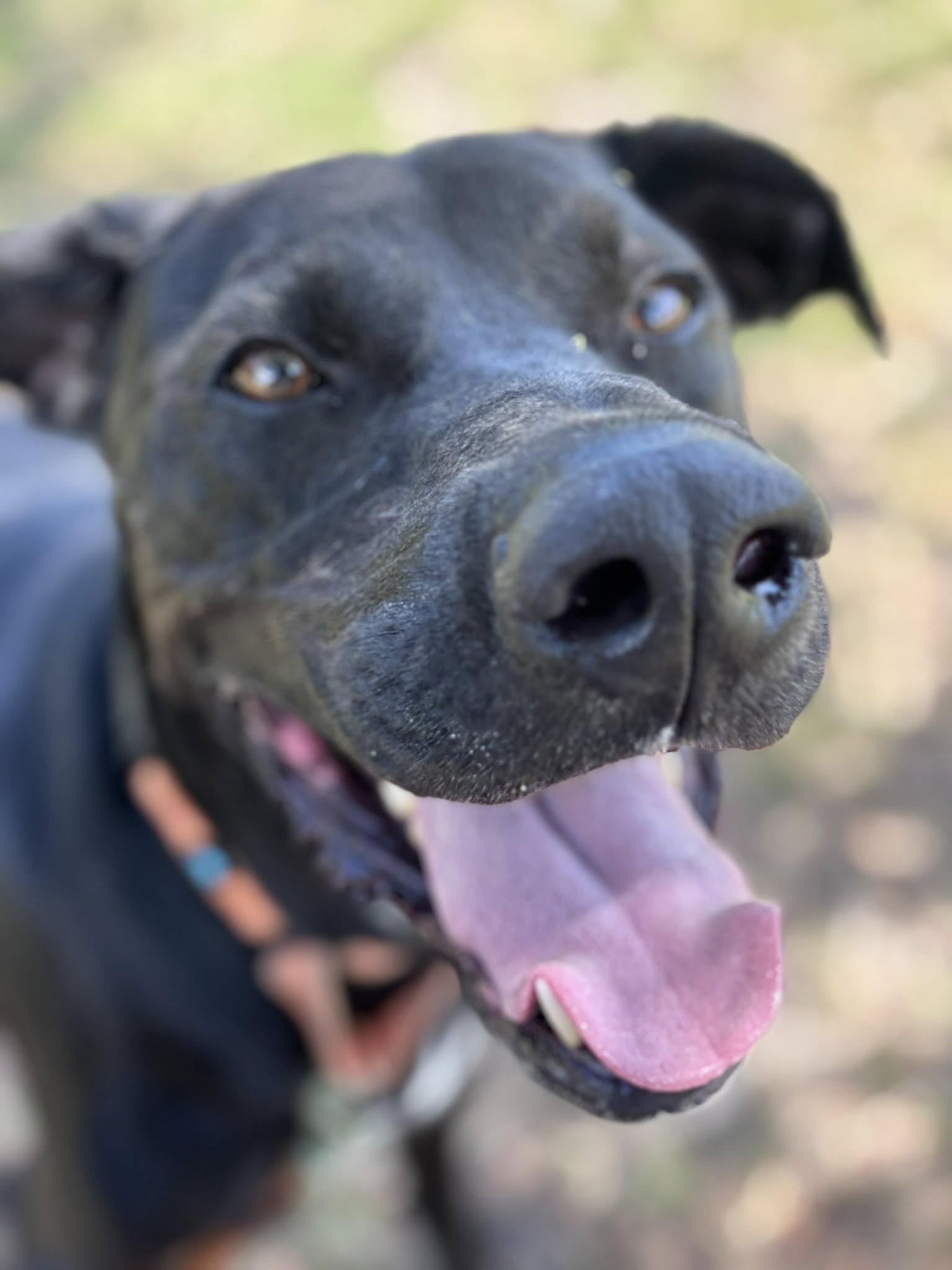 Shadow, ADOPTABLE, Adult Male Black Labrador Retriever & Great Dane.