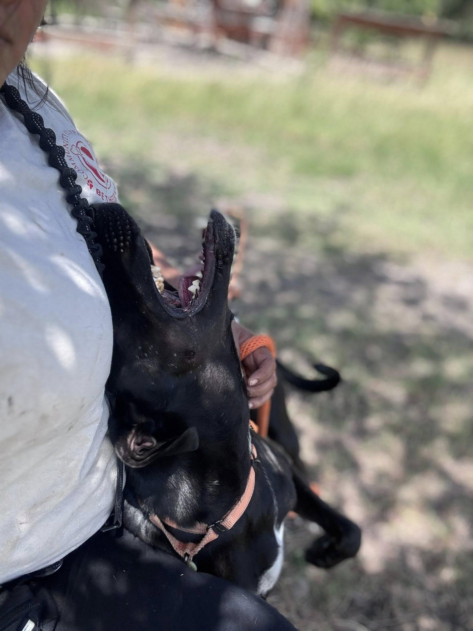 Enlarge Shadow, a ADOPTABLE mixed breed in Schertz, TX image 2/6