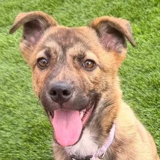 Enlarge Louise, an adopted mixed breed in Chino valley, AZ image 1/1
