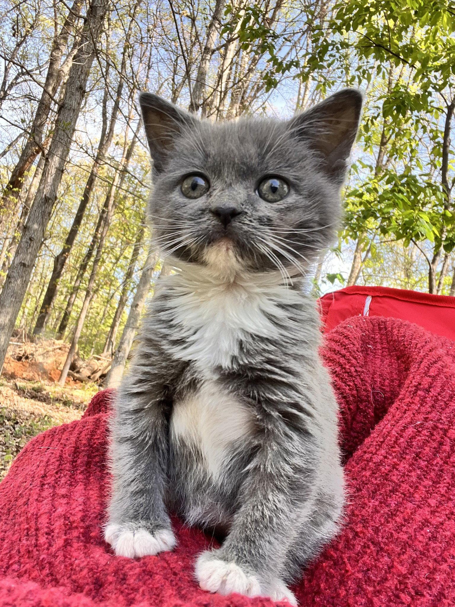 *Mushroom, Adoptable, Kitten Female Domestic Short Hair.