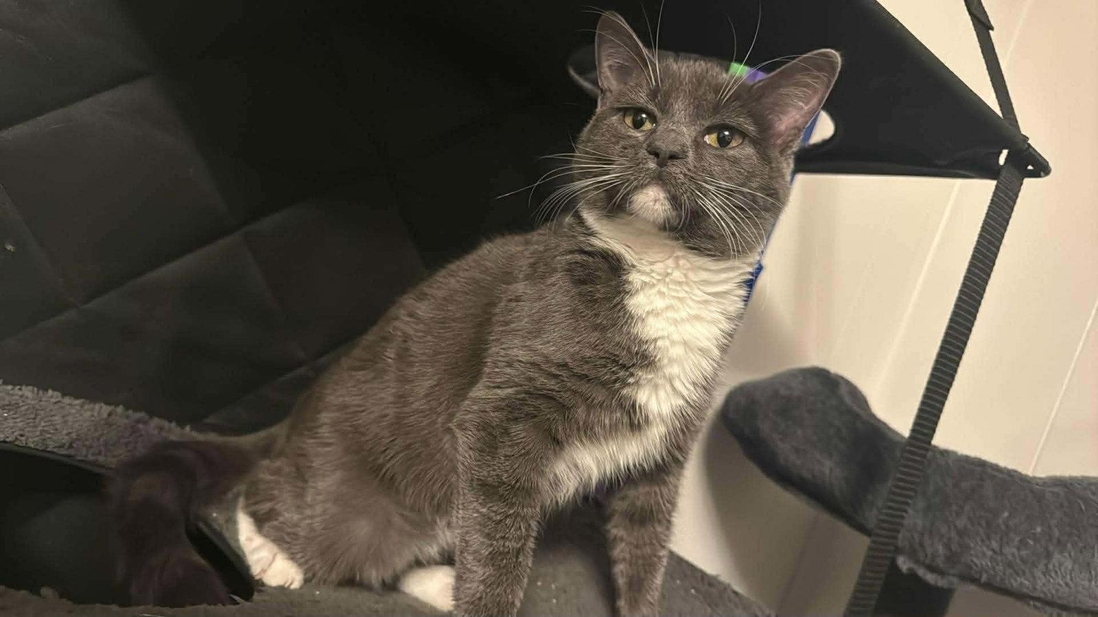 Enlarge *Mushroom, a Adoptable Domestic Short Hair in Forest, VA image 2/3