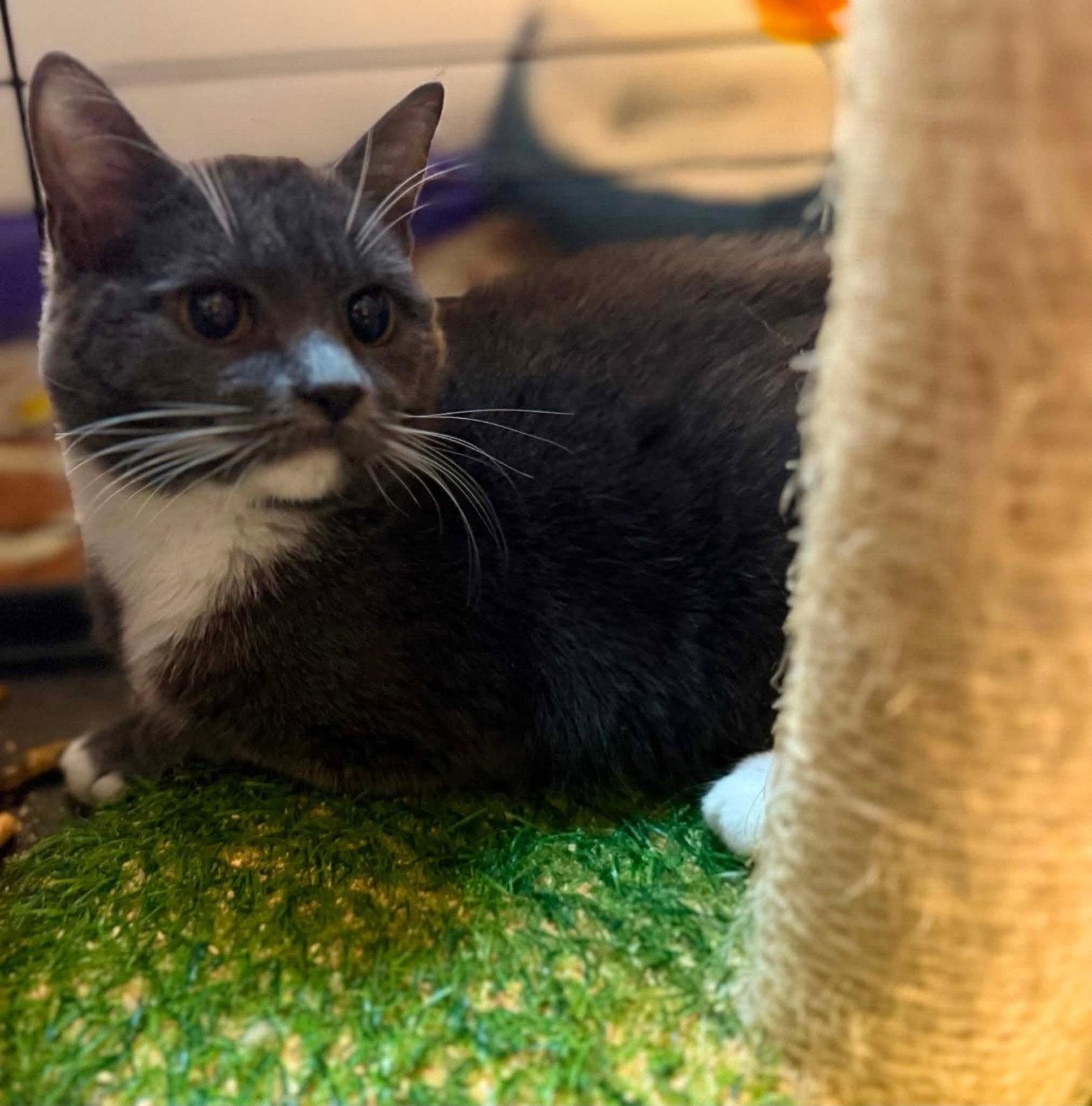 Enlarge *Mushroom, a Adoptable Domestic Short Hair in Forest, VA image 3/3