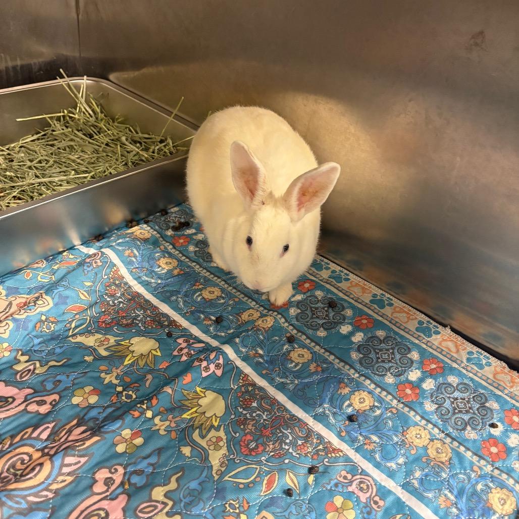 Enlarge Aurora, a Adoptable American in Colfax, NC image 1/2