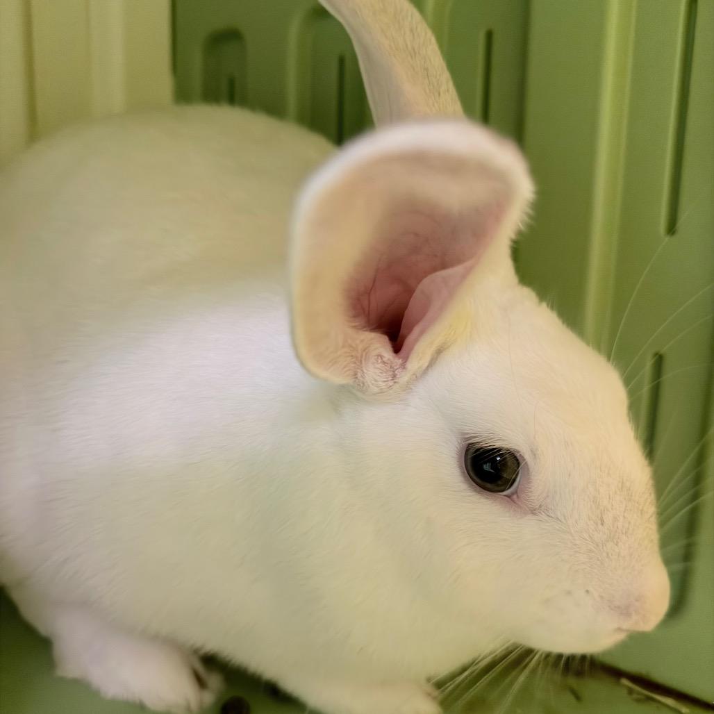 Enlarge Aurora, a Adoptable American in Colfax, NC image 2/2