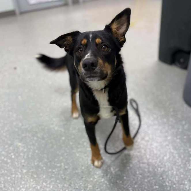 Zac, ADOPTABLE, Puppy Male Bernese Mountain Dog & Shepherd.