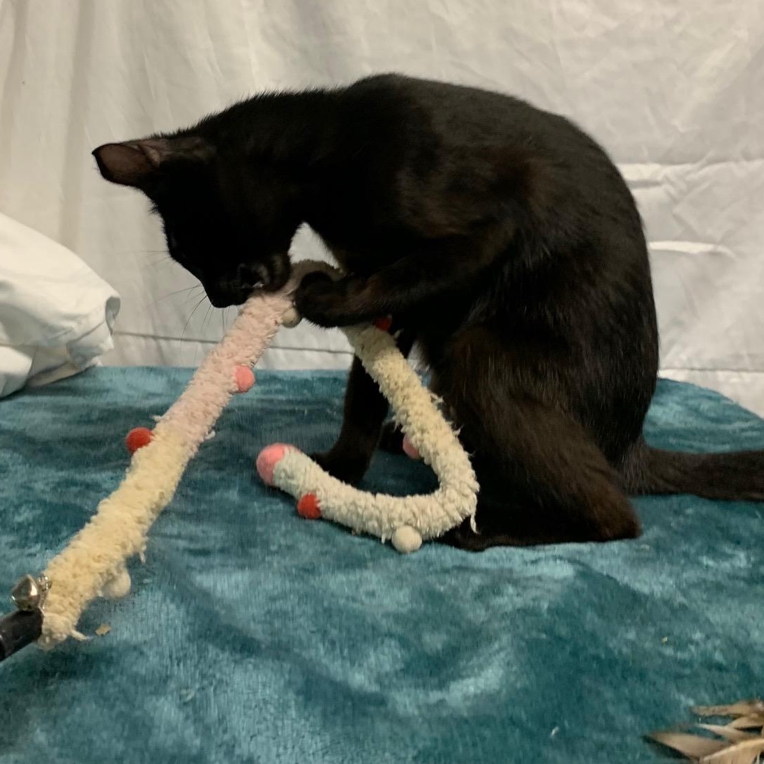 Enlarge Onyx Star, a Adoptable Domestic Short Hair in Stockholm, WI image 2/5