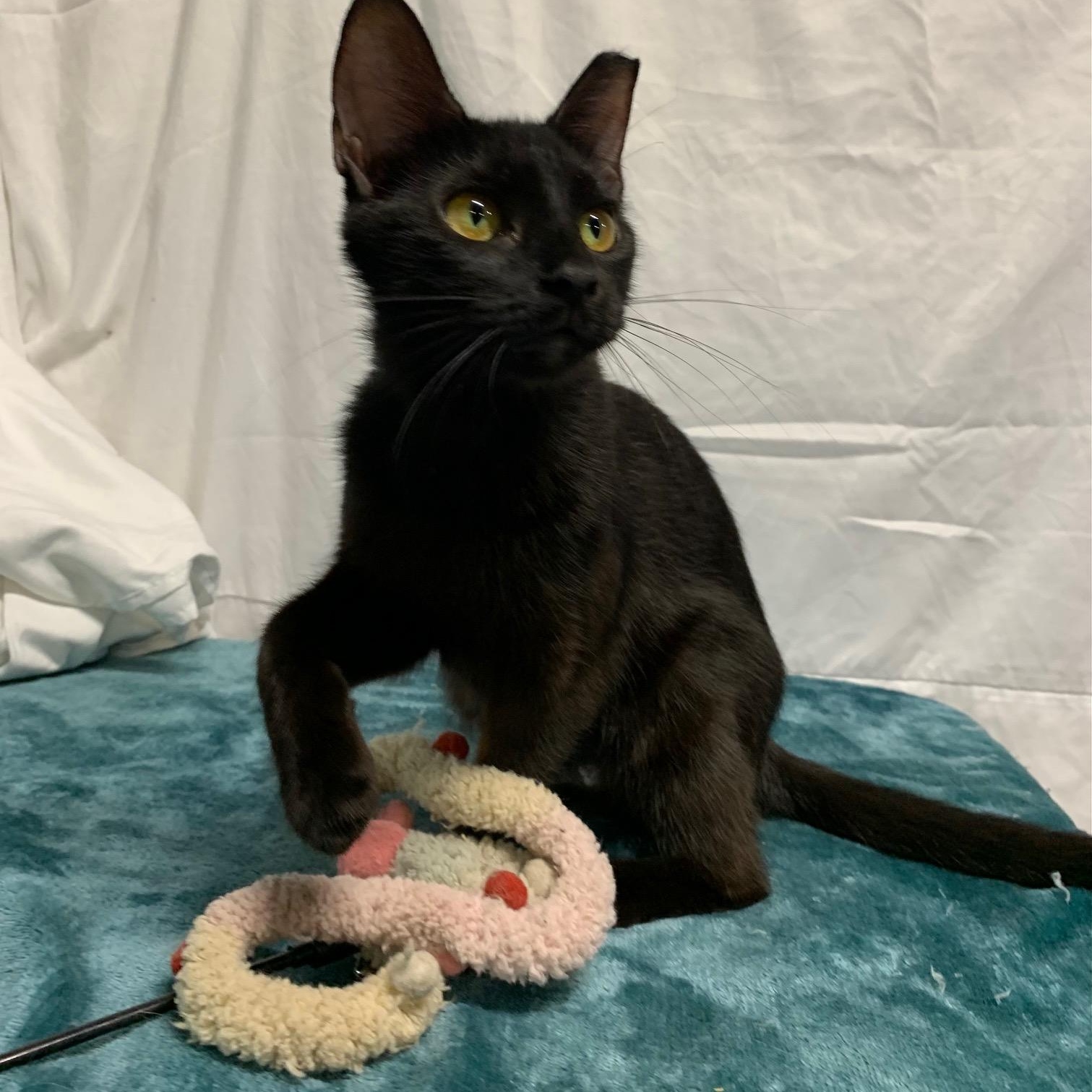 Enlarge Onyx Star, a Adoptable Domestic Short Hair in Stockholm, WI image 5/5