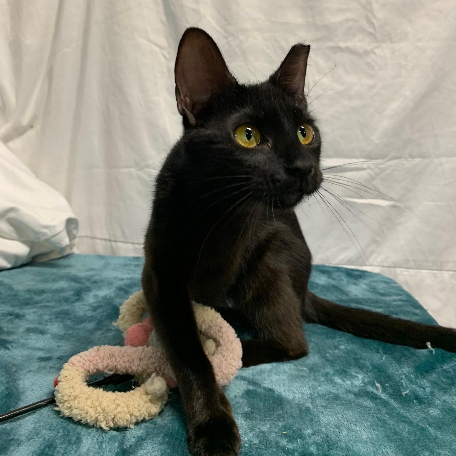 Enlarge Onyx Star, a Adoptable Domestic Short Hair in Stockholm, WI image 1/5