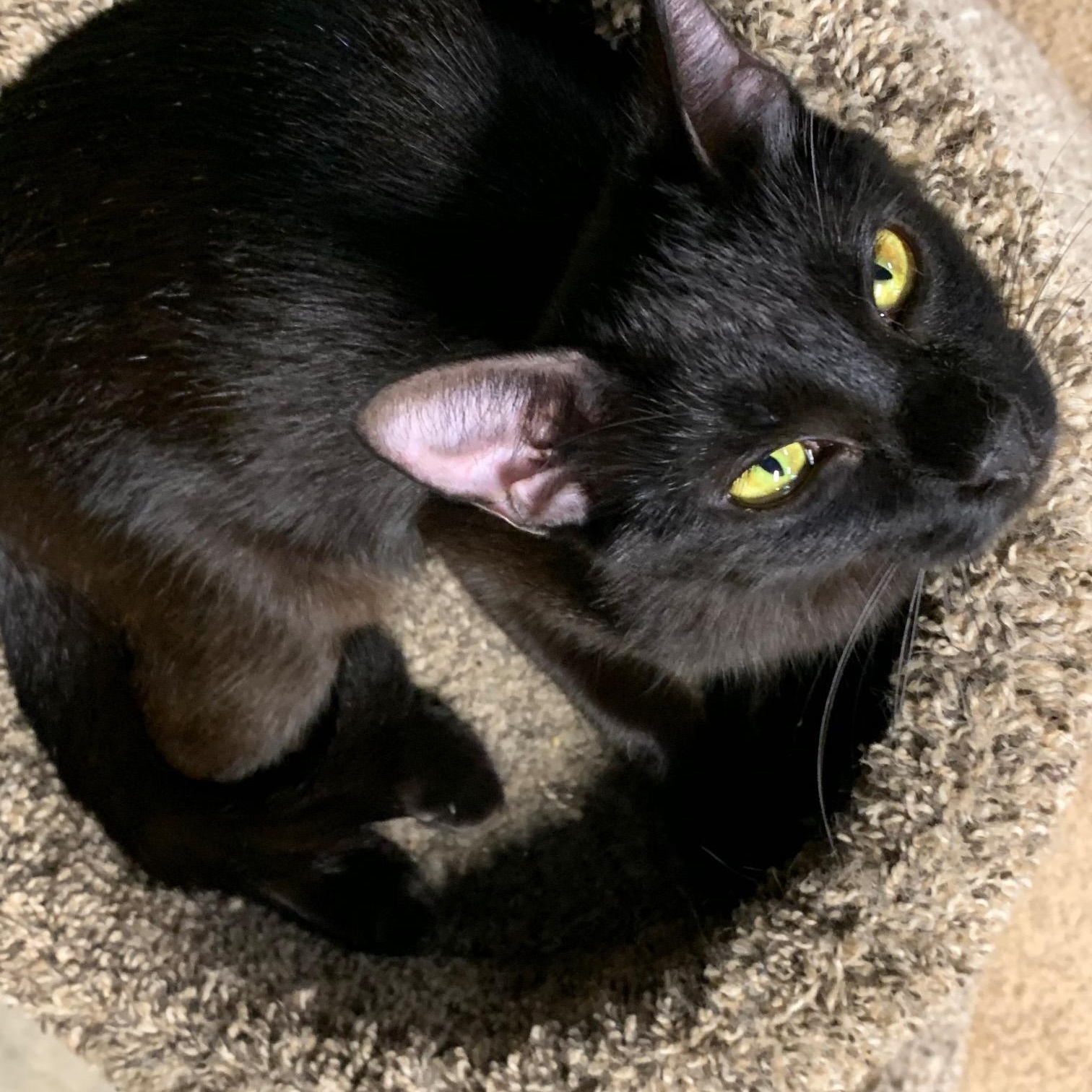 Enlarge Onyx Star, a Adoptable Domestic Short Hair in Stockholm, WI image 3/5