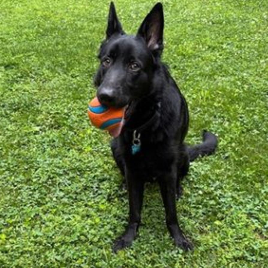 Electro, Adoptable, Adult Male German Shepherd Dog.