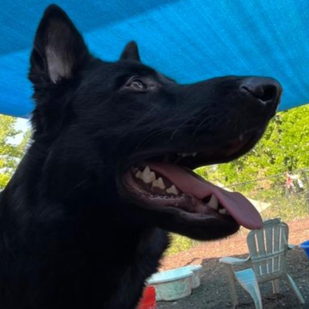 Electro, a Adoptable German Shepherd Dog in Rossville, GA image 3/3