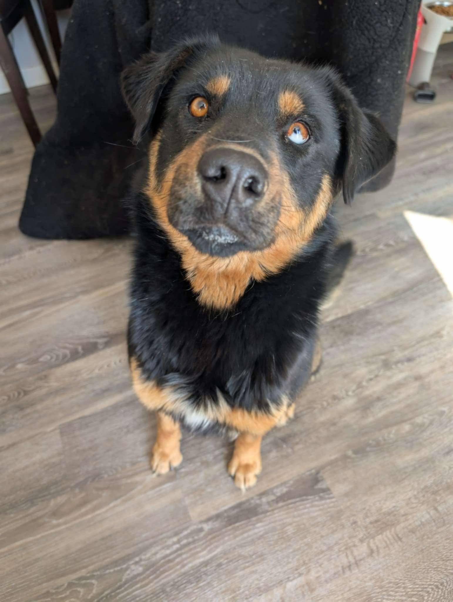 Enlarge Chewie, a Adoptable mixed breed in Addison, ON image 1/1