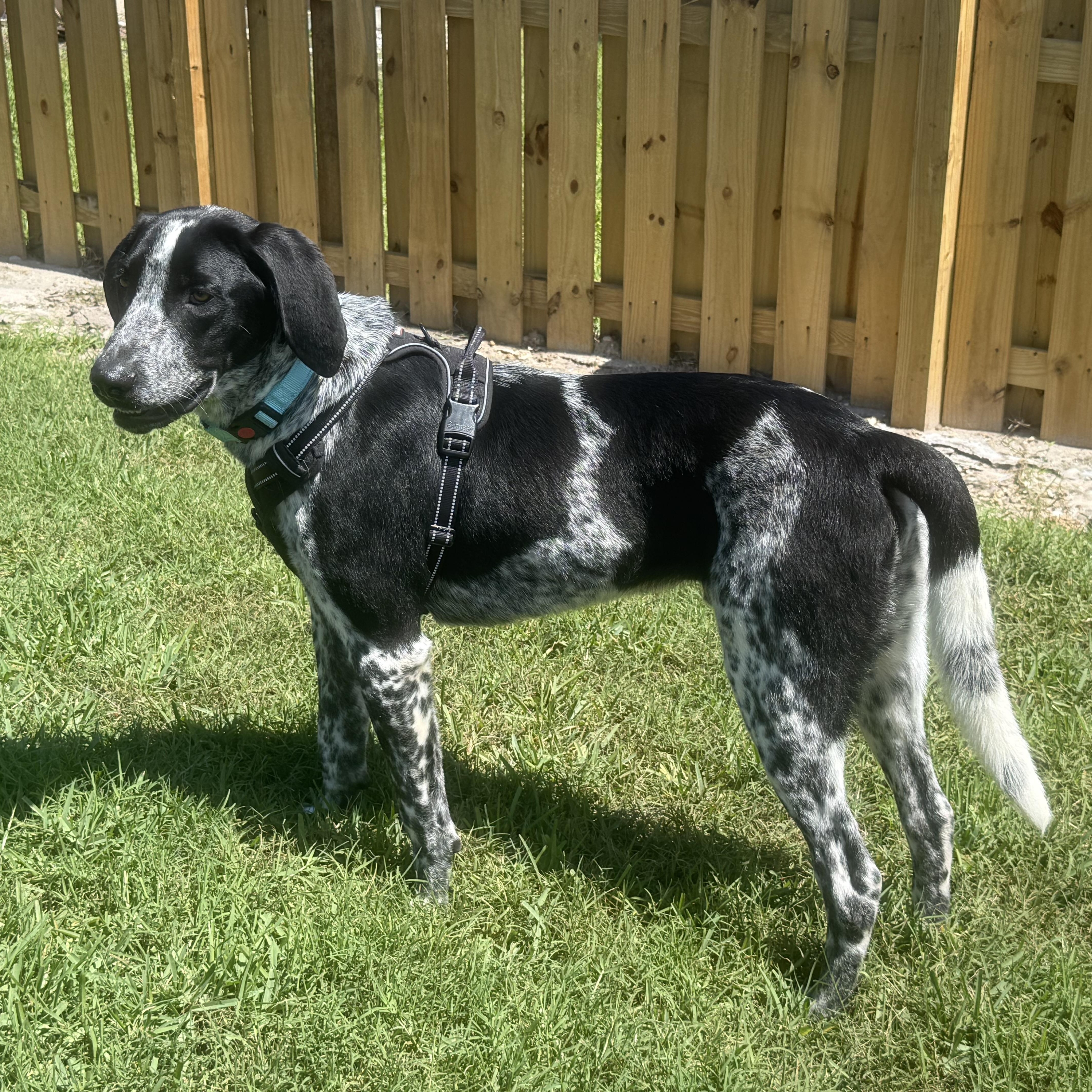 Enlarge Jimmy, an adopted Bluetick Coonhound in Palm Bay, FL image 5/6