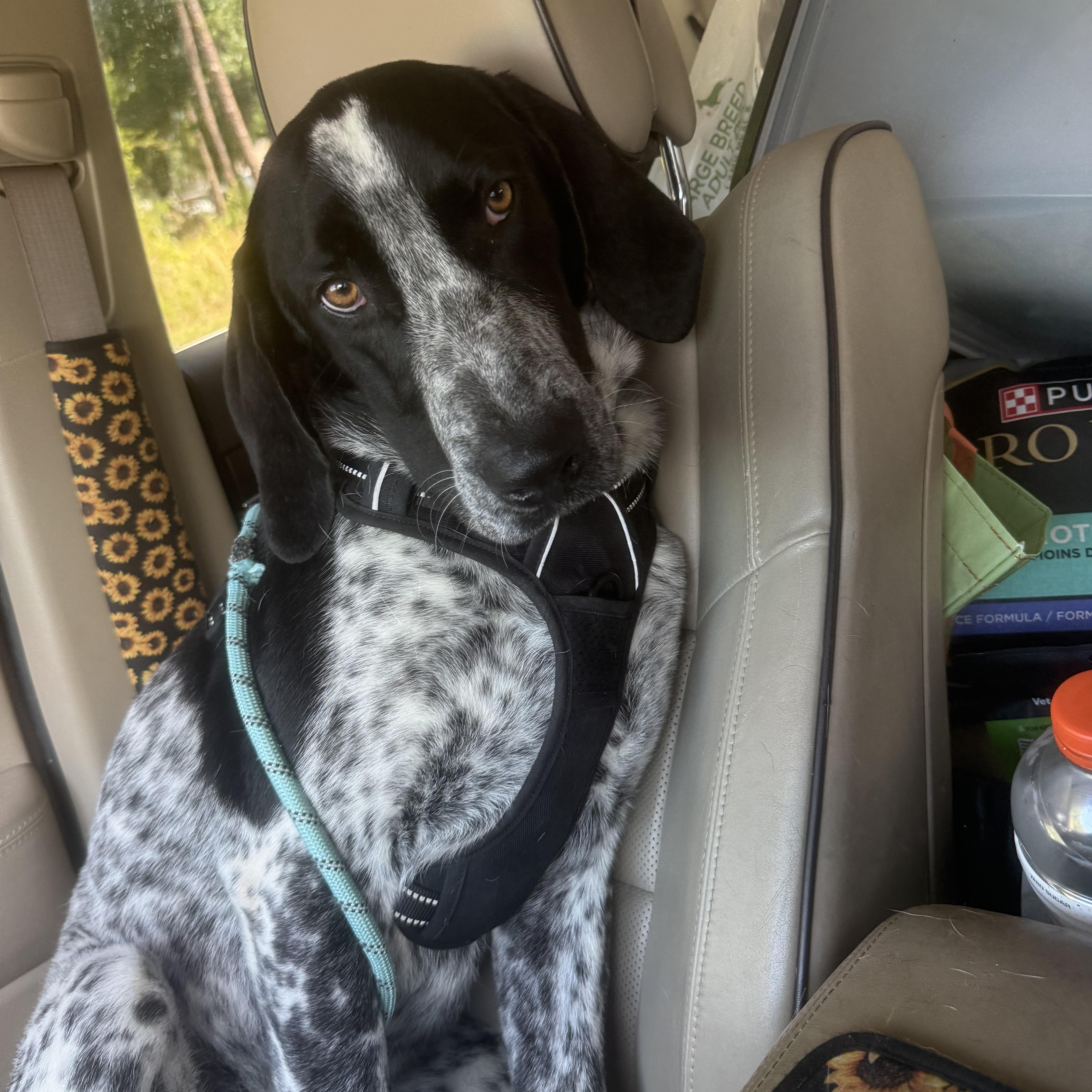 Enlarge Jimmy, an adopted Bluetick Coonhound in Palm Bay, FL image 6/6
