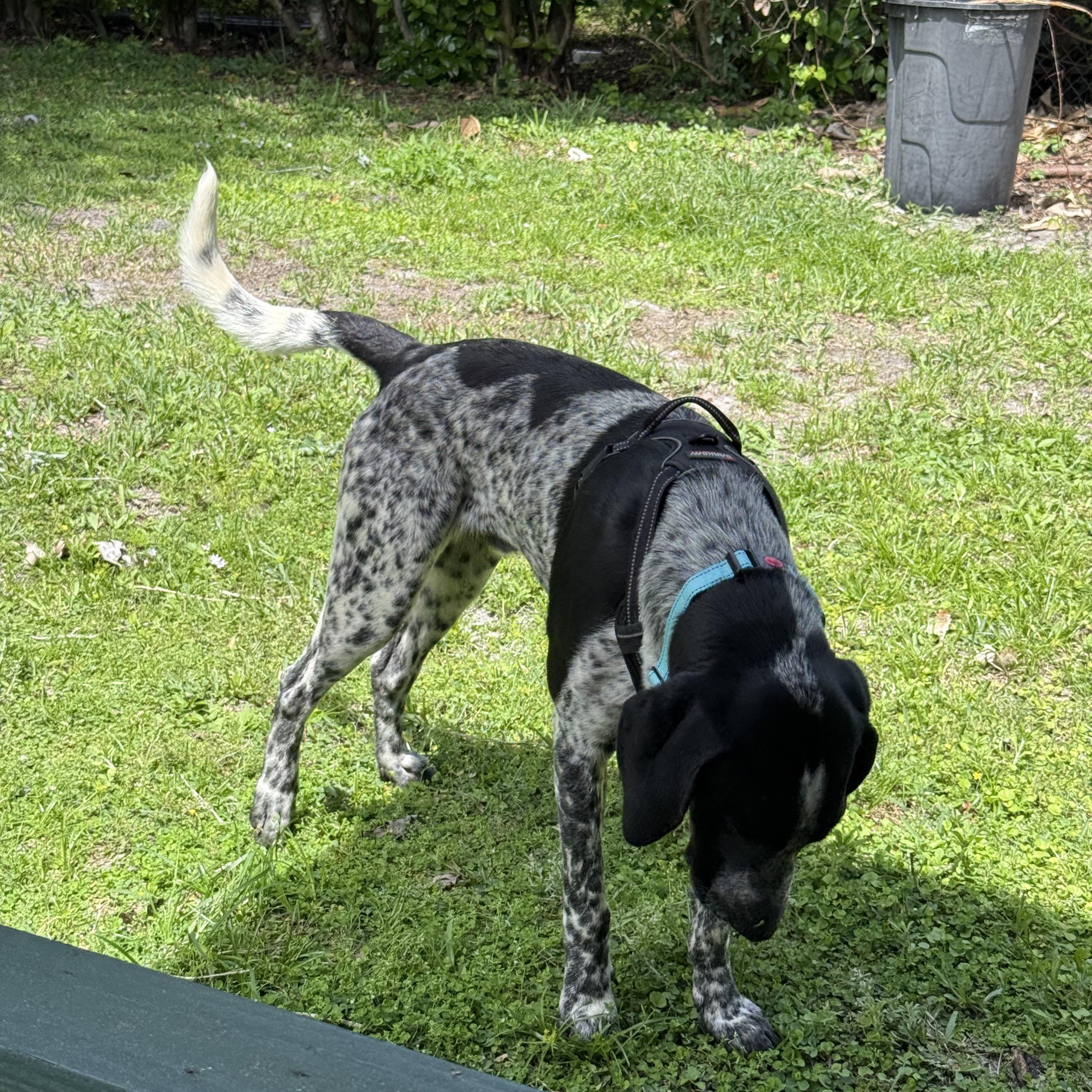 Enlarge Jimmy, an adopted Bluetick Coonhound in Palm Bay, FL image 3/6
