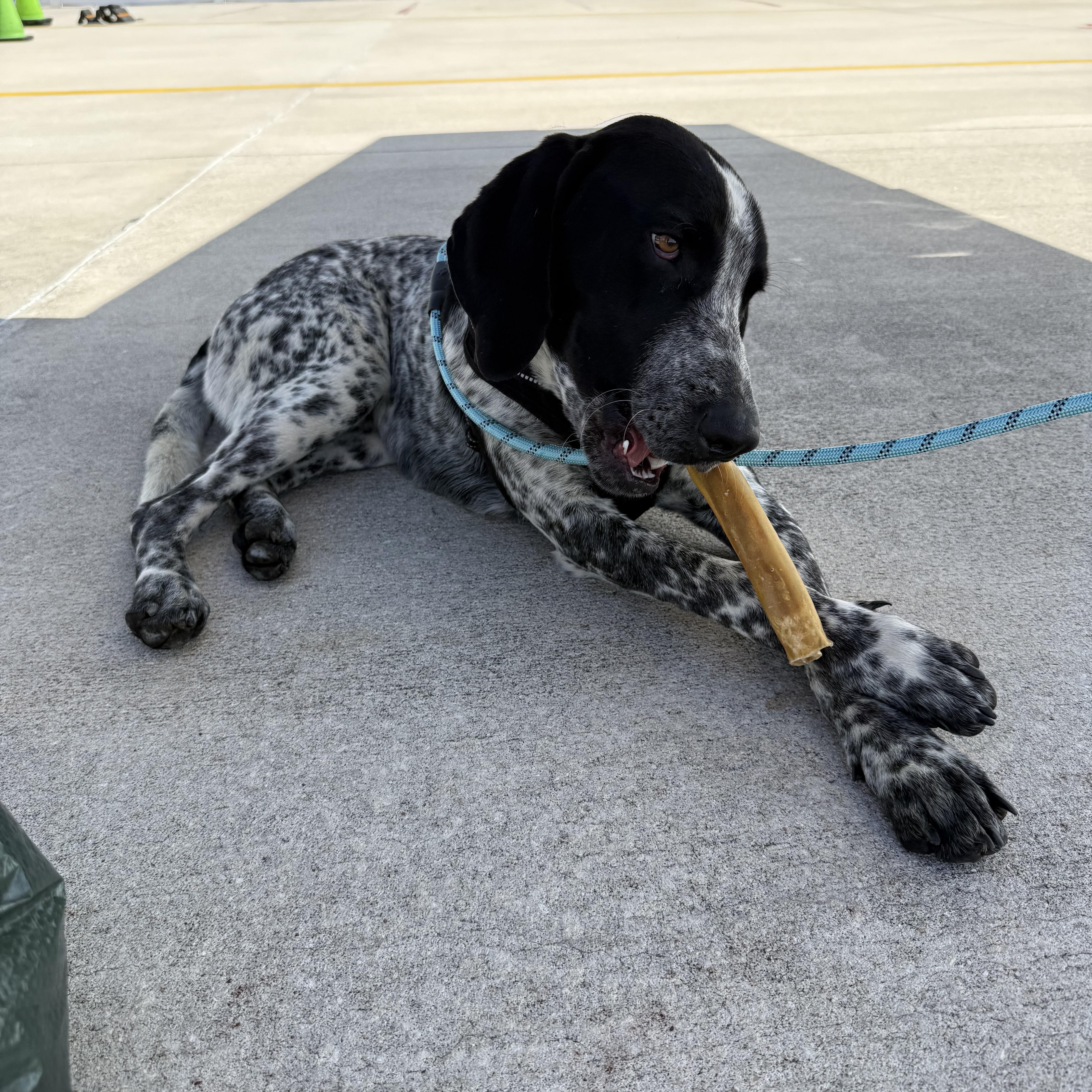 Enlarge Jimmy, an adopted Bluetick Coonhound in Palm Bay, FL image 1/6