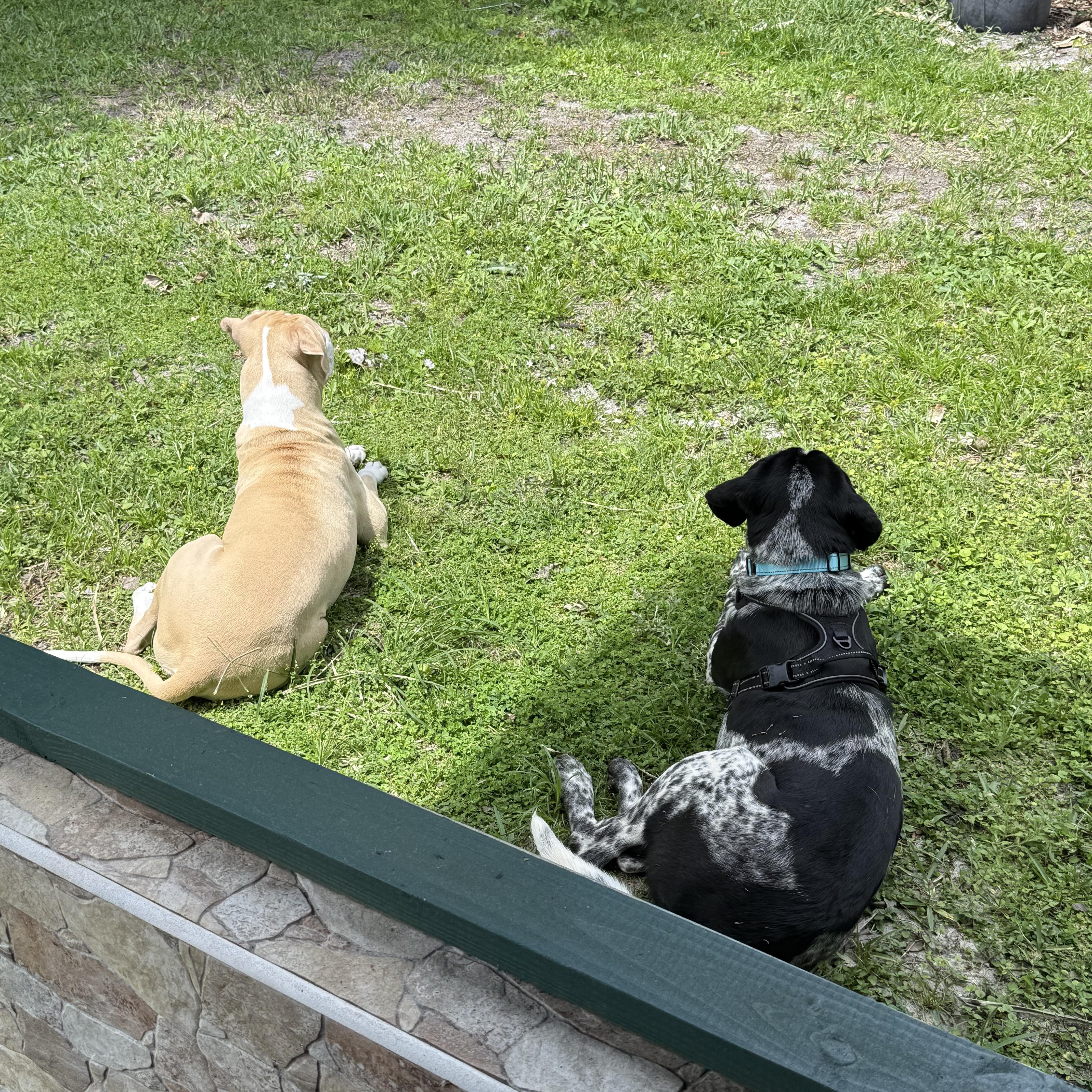 Enlarge Jimmy, an adopted Bluetick Coonhound in Palm Bay, FL image 4/6