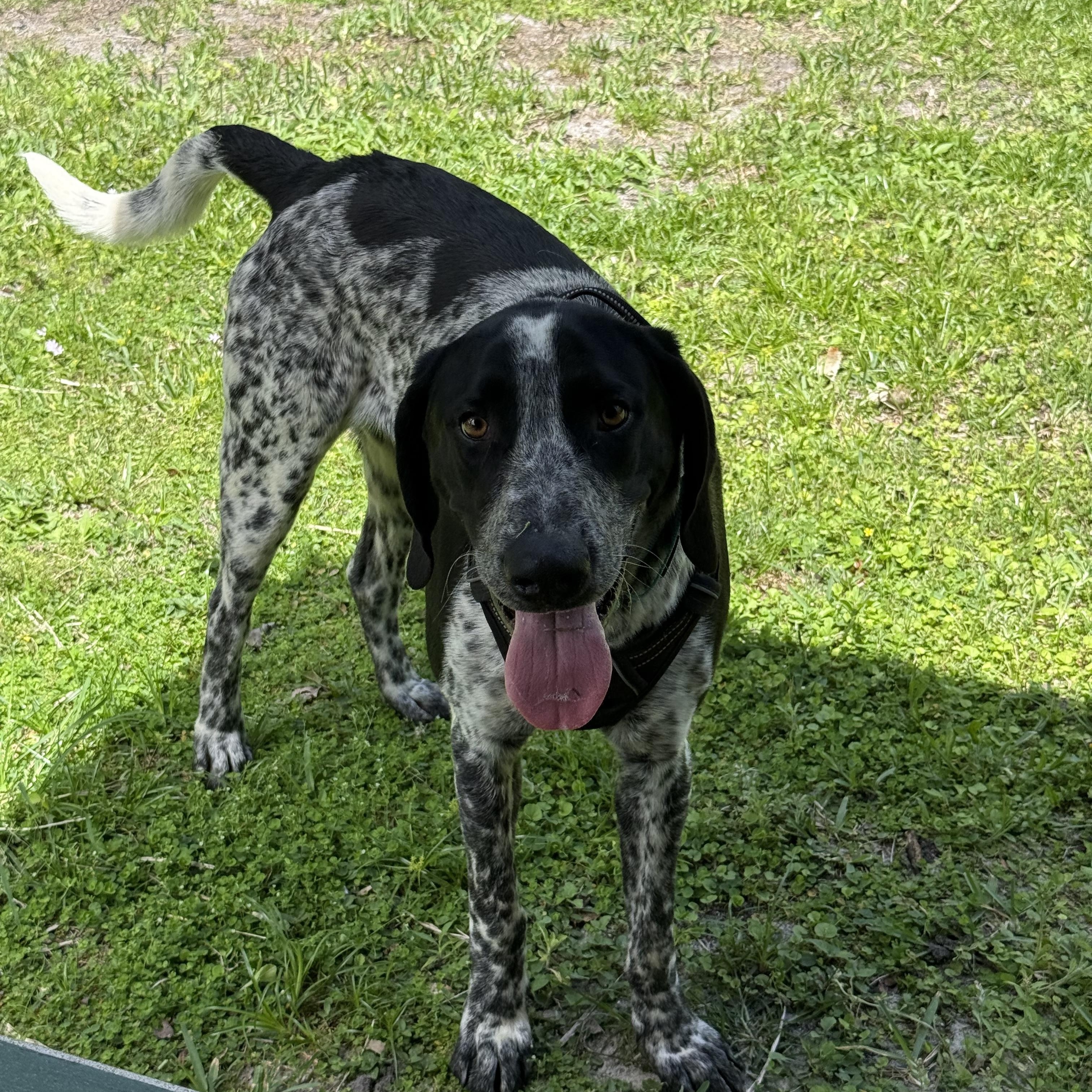 Enlarge Jimmy, an adopted Bluetick Coonhound in Palm Bay, FL image 2/6