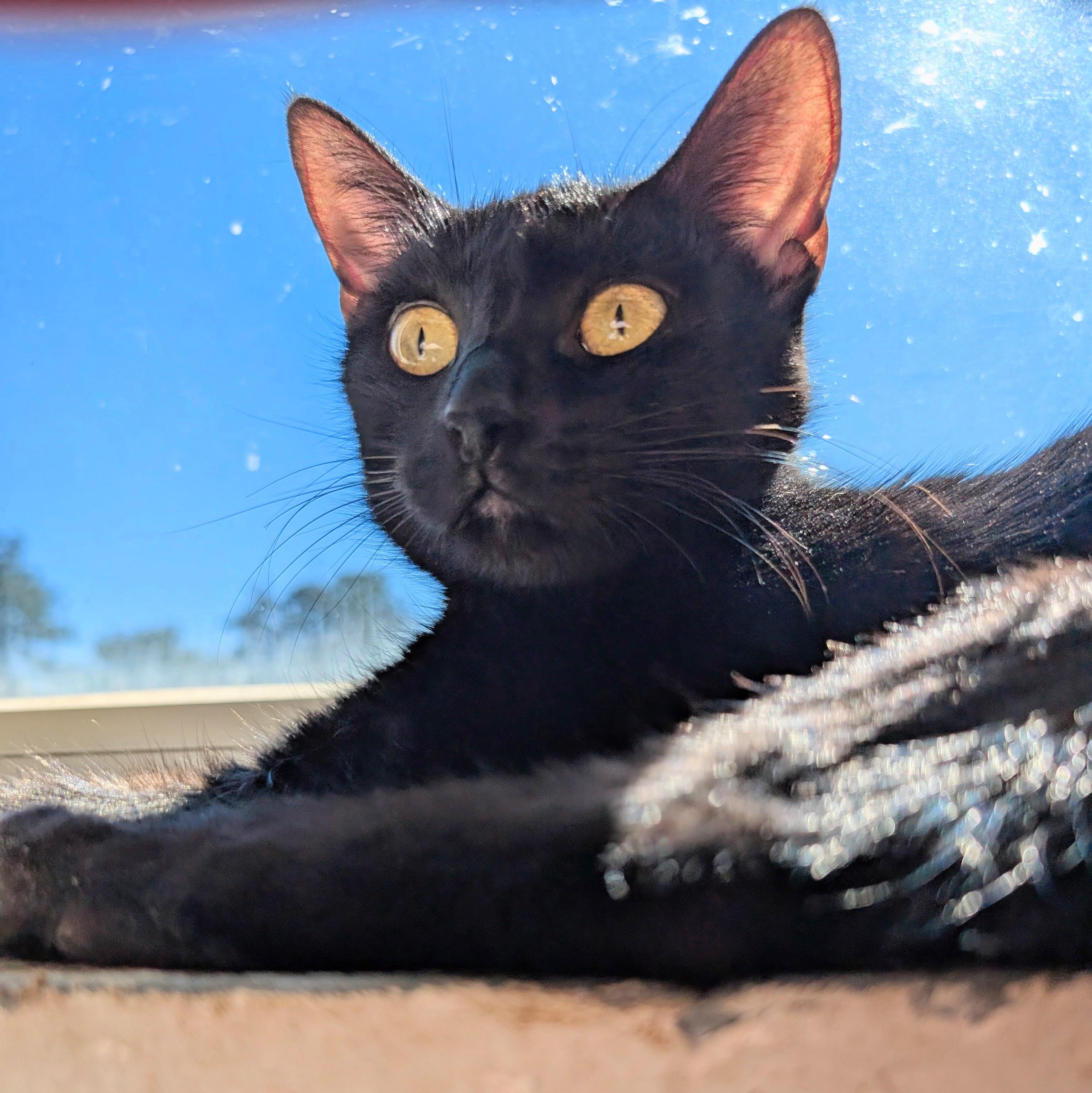 Enlarge Ruby @ Fat Cat Cafe, a ADOPTABLE Domestic Short Hair in Tallahassee, FL image 2/6