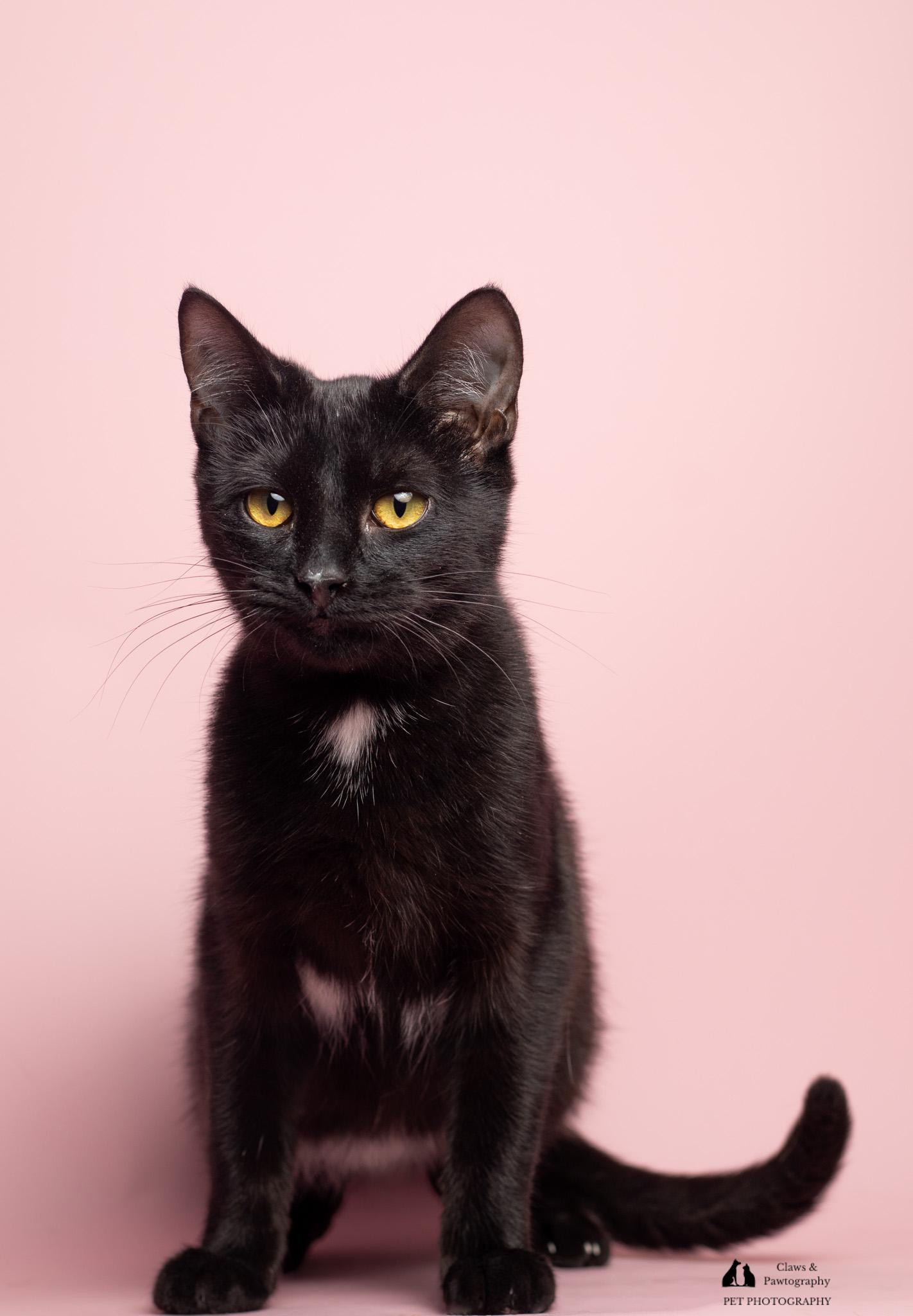 Enlarge Ruby @ Fat Cat Cafe, a ADOPTABLE Domestic Short Hair in Tallahassee, FL image 3/6