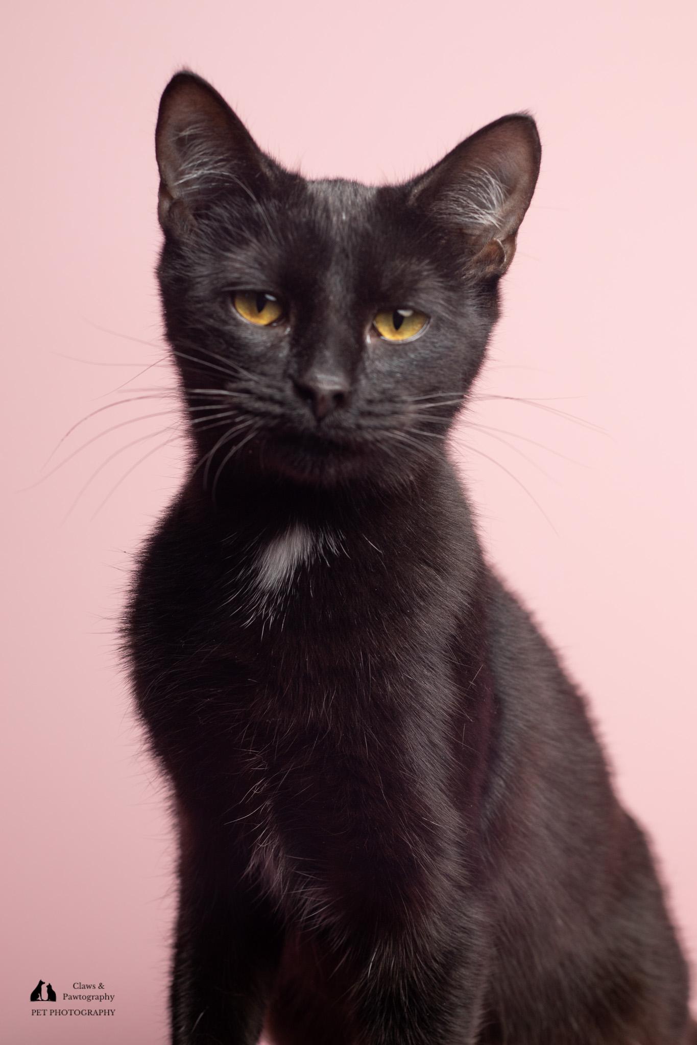 Enlarge Ruby @ Fat Cat Cafe, a ADOPTABLE Domestic Short Hair in Tallahassee, FL image 4/6