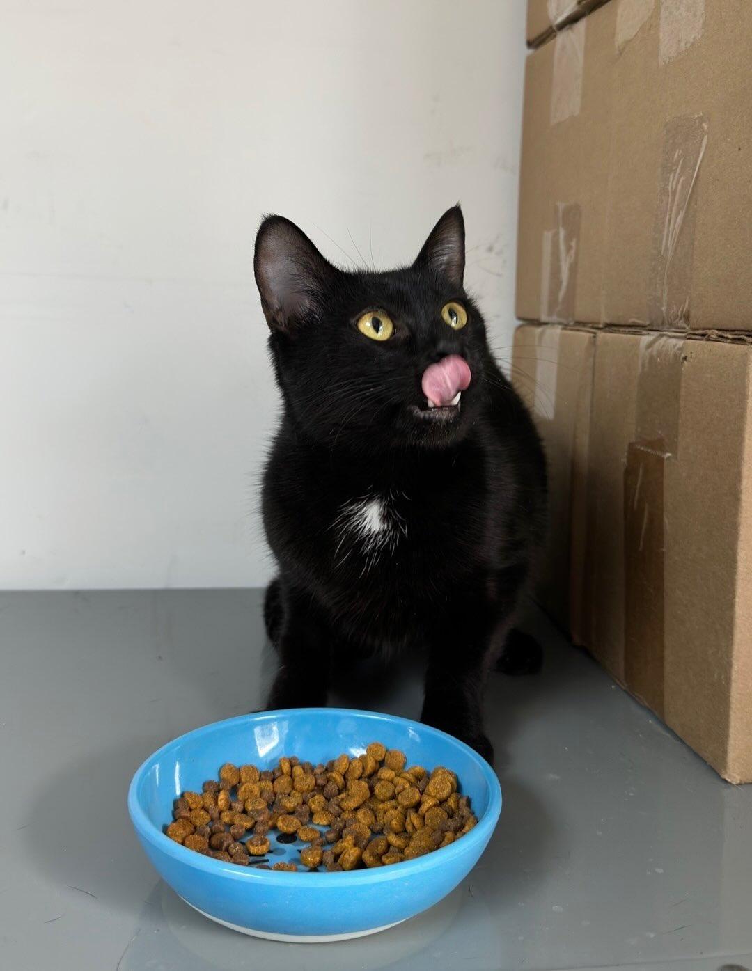 Enlarge Ruby @ Fat Cat Cafe, a ADOPTABLE Domestic Short Hair in Tallahassee, FL image 5/6