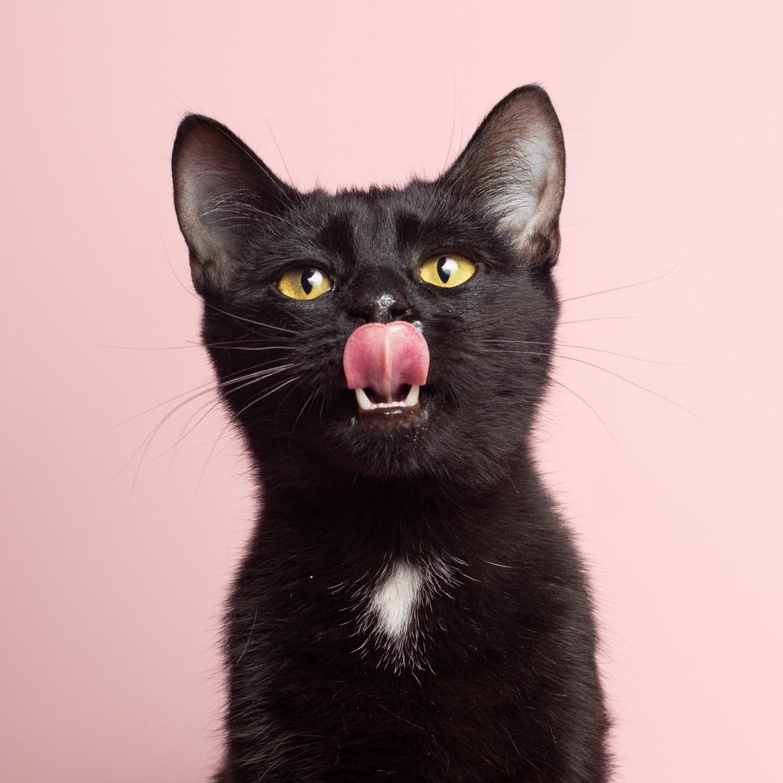 Enlarge Ruby @ Fat Cat Cafe, a ADOPTABLE Domestic Short Hair in Tallahassee, FL image 1/6