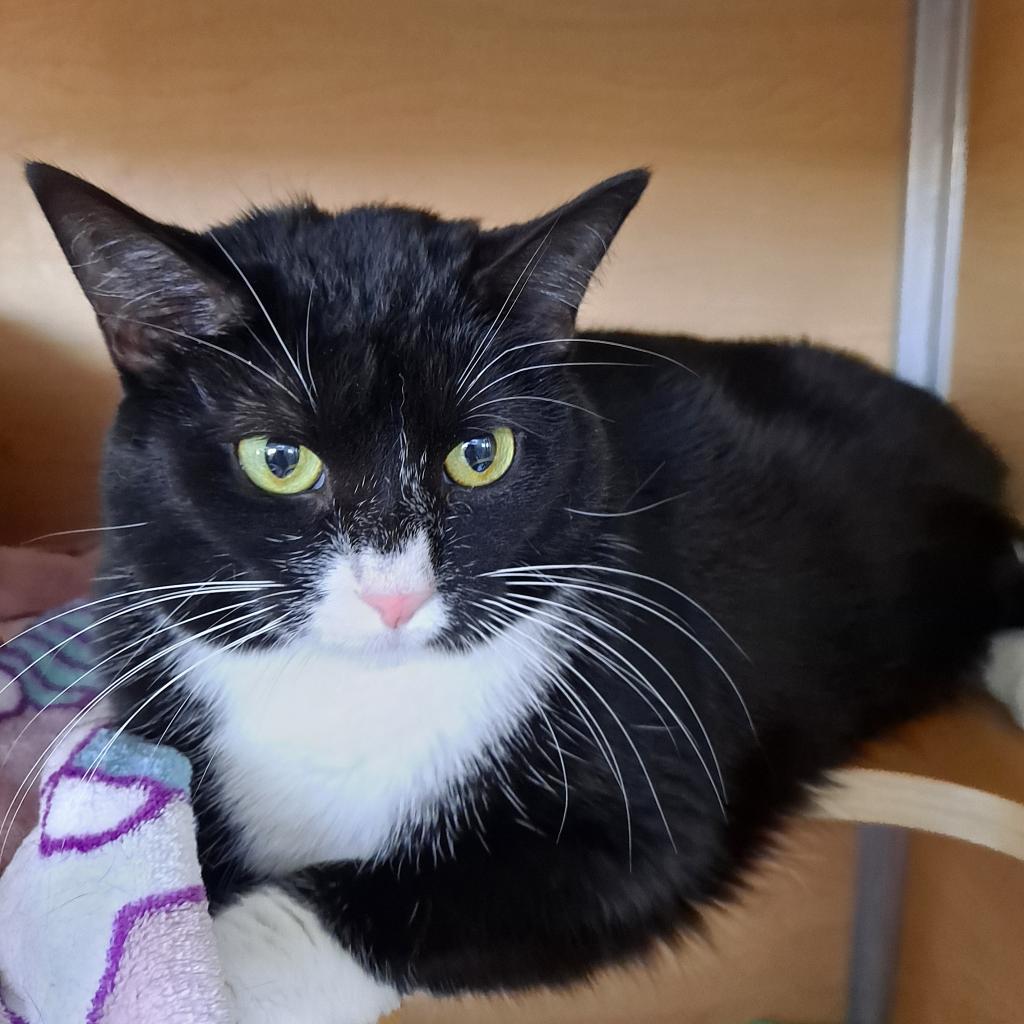 Madison, Adoptable, Adult Female Domestic Short Hair.