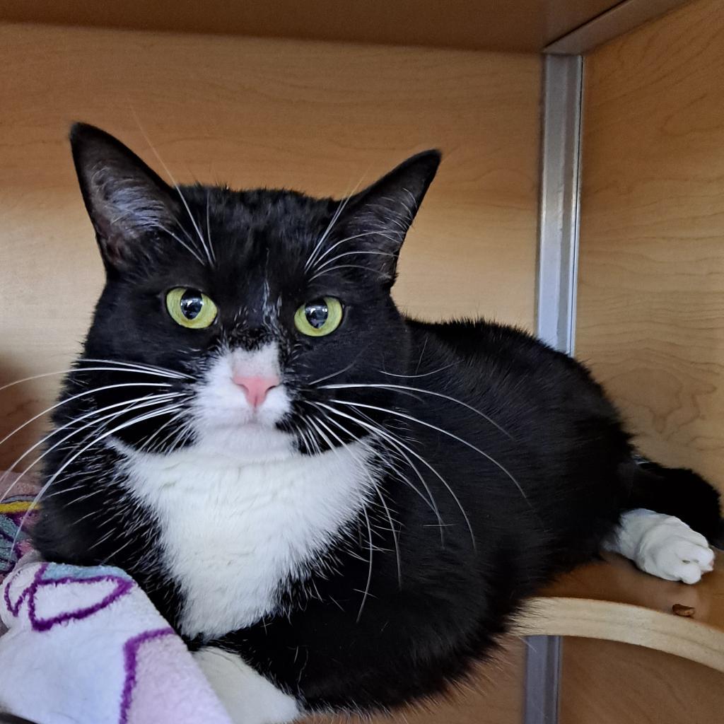 Enlarge Madison, a Adoptable Domestic Short Hair in Brookfield, WI image 2/2