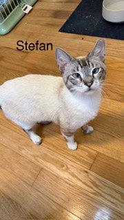 Enlarge Stefan, a Adoptable Siamese in Oakland Park, FL image 1/1