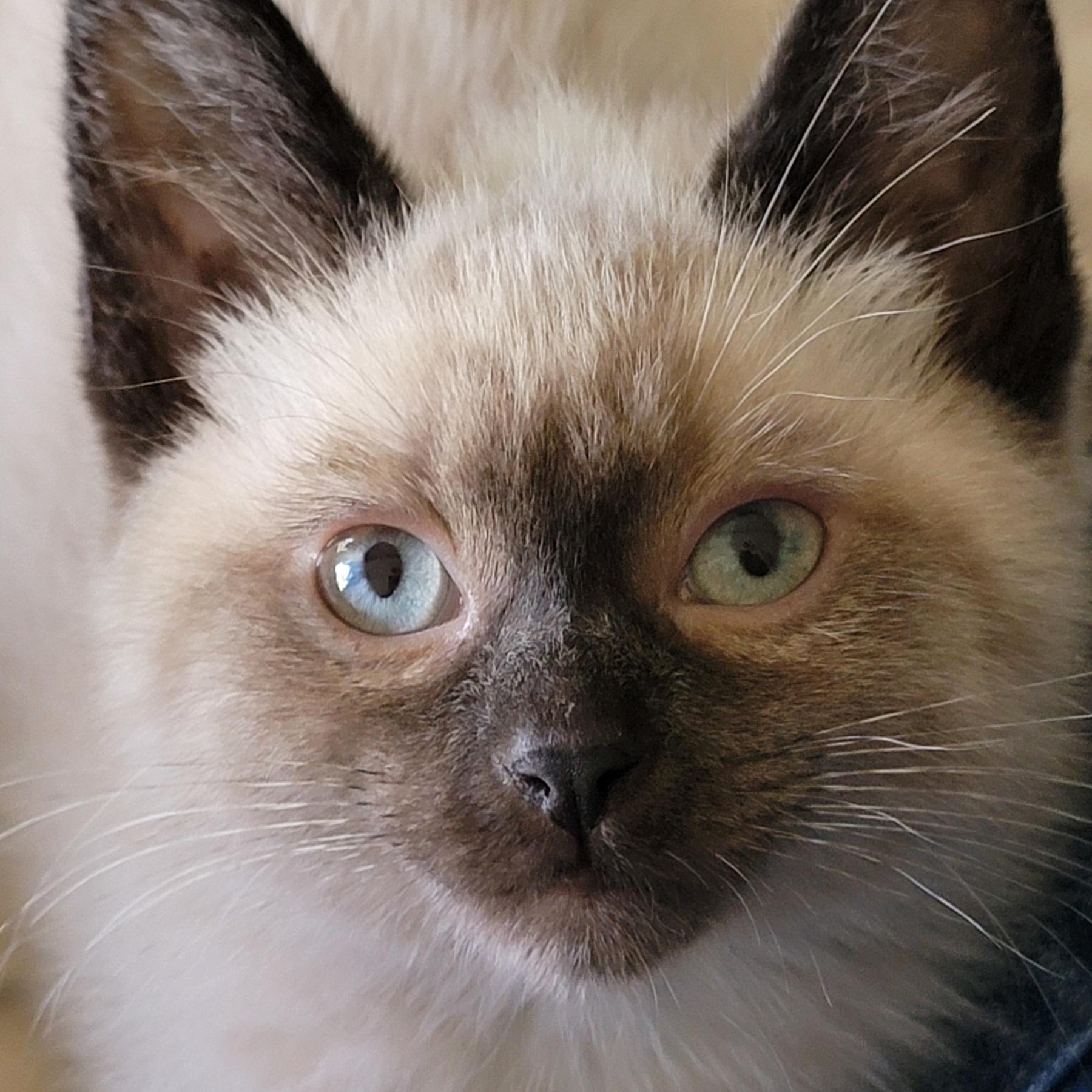 Athena Adopted 7.6.26, adoptable, Kitten Female Siamese.