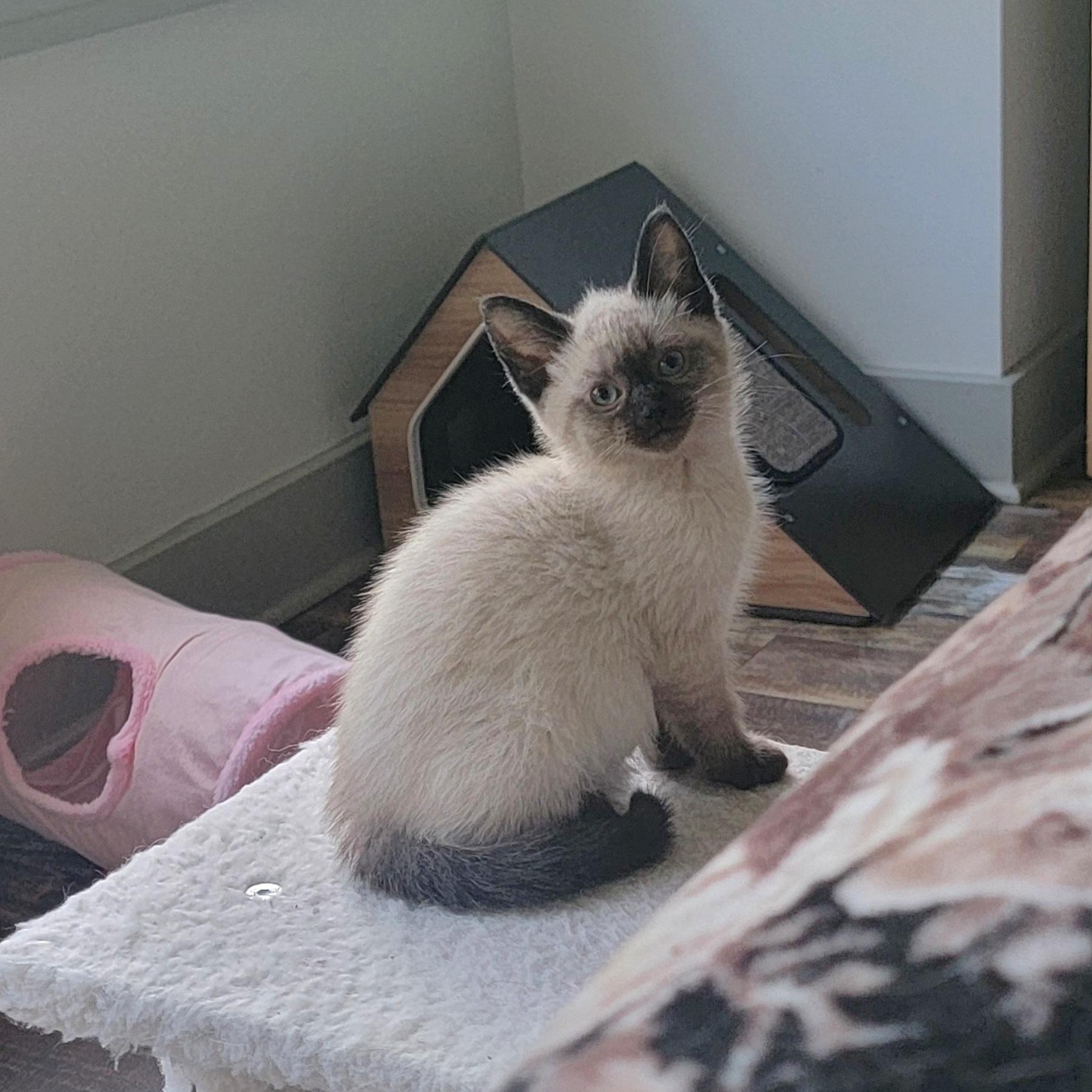 Athena Adopted 7.6.26, an adoptable Siamese in Wyandotte, MI image 3/6