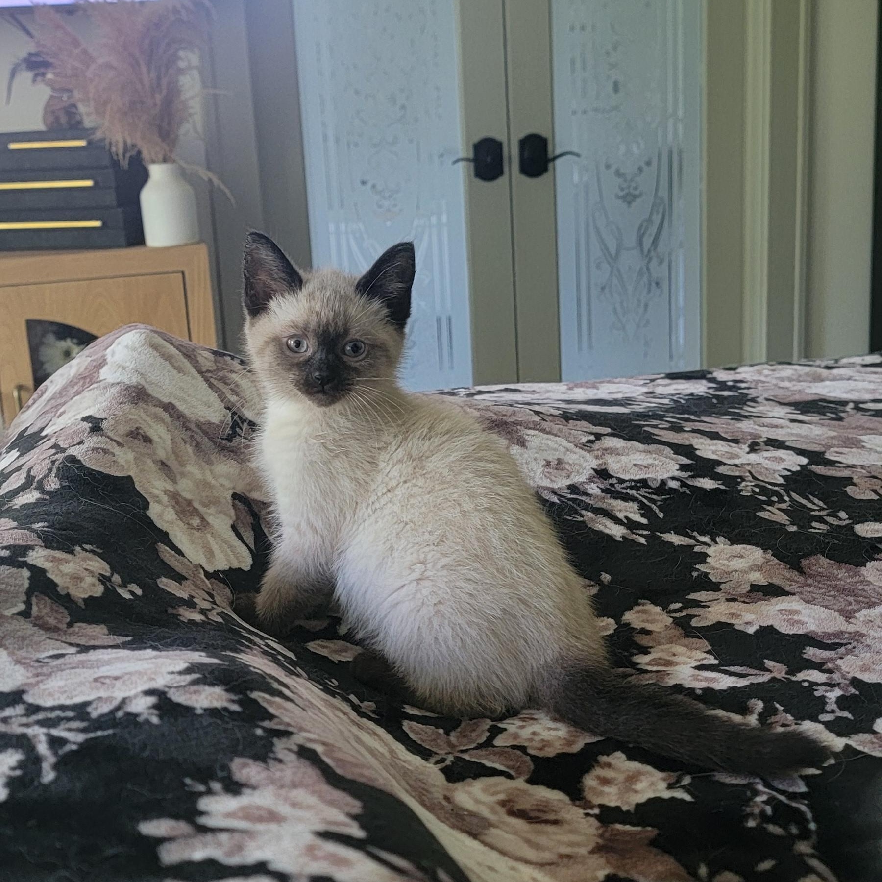 Athena Adopted 7.6.26, an adoptable Siamese in Wyandotte, MI image 2/6