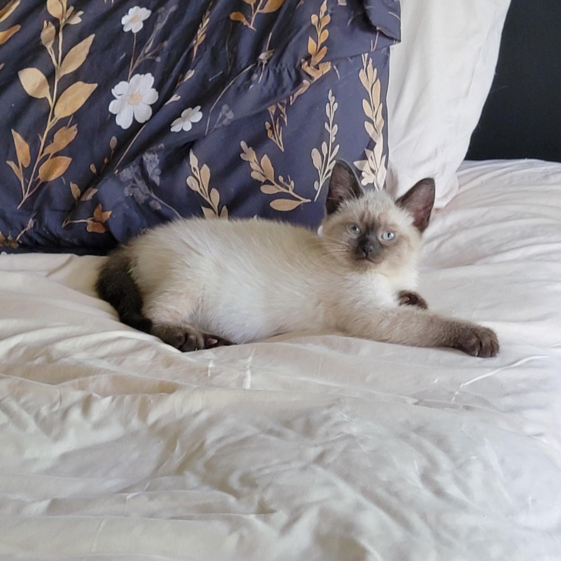Athena Adopted 7.6.26, an adoptable Siamese in Wyandotte, MI image 6/6
