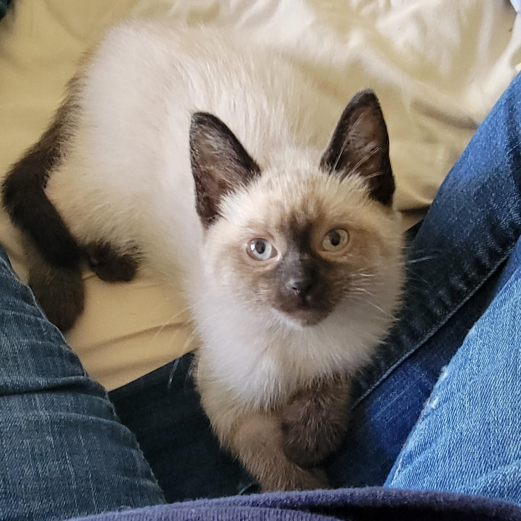 Athena Adopted 7.6.26, an adoptable Siamese in Wyandotte, MI image 5/6